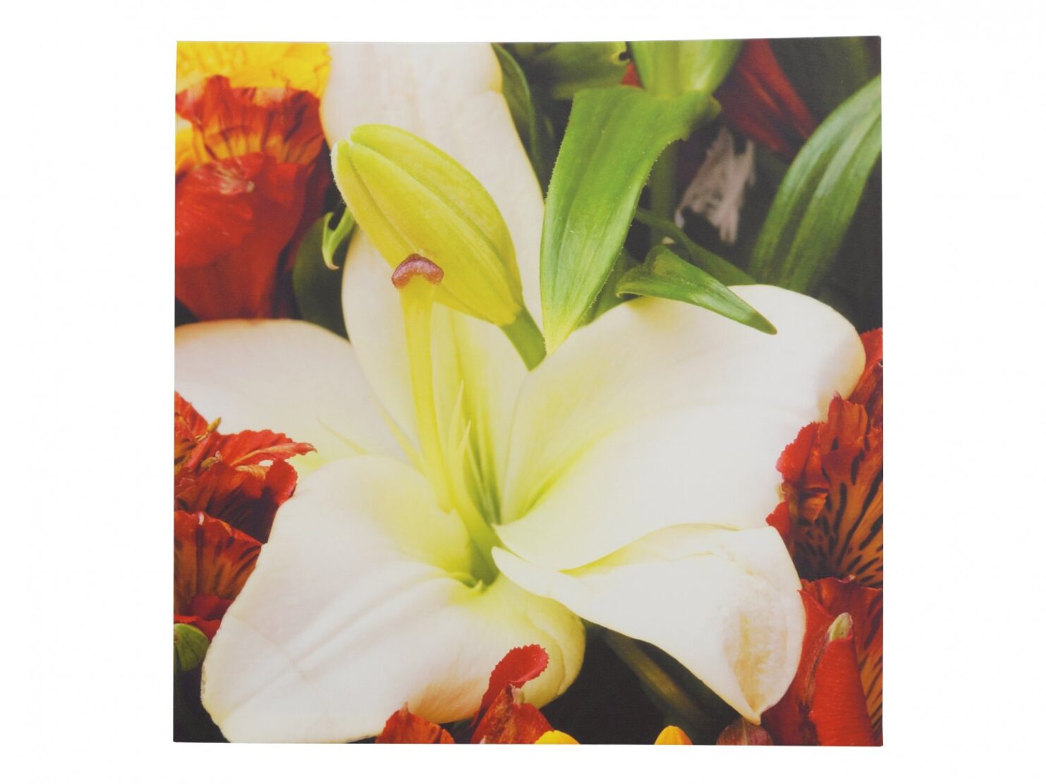 Obraz na płotnie kwiat biala lilia